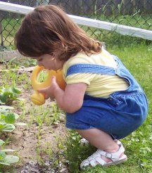 "Watering the pumpkins." (June 28)