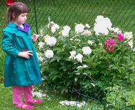 I helped Mommy grow these peonies.