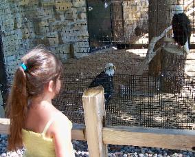 Bald eagles!