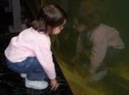 My first trip to the Shedd Aquarium!