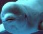 My first trip to the Shedd Aquarium!