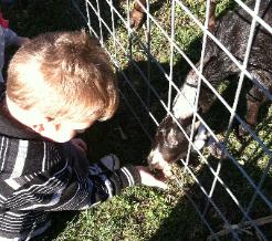 Feedng a goat.